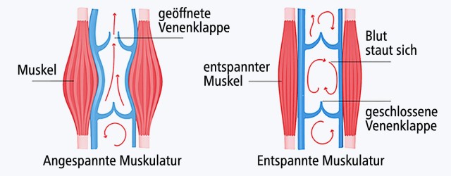 05_Muskelpumpe_1536px